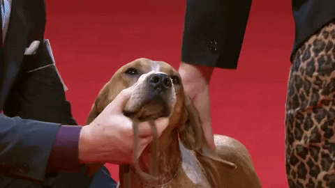Happy Long Hair GIF by American Kennel Club