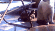 tag GIF