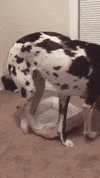 GIF by Giffffr