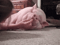 peppa pig GIF