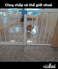 tumy GIF by Lozi Singapore Co.