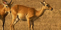sniffing animal kingdom GIF