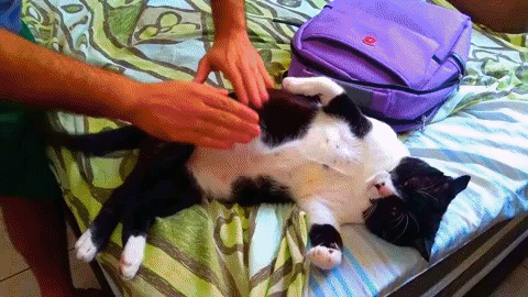 cat jam GIF