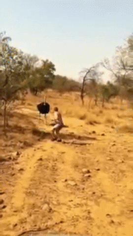 animals being jerks ostrich GIF