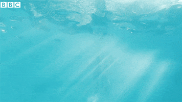 Swim Swimming GIF by BBC