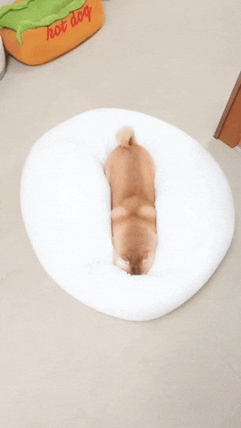 cuteanimalland giphyupload GIF