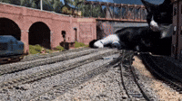 Curious Cat Has Close Encounter With Model Trains
