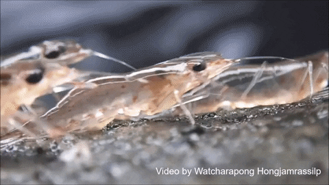 kOTTR giphyupload GIF