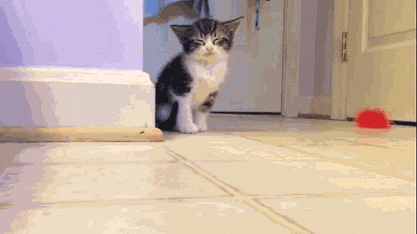 cuteanimalland giphyupload GIF