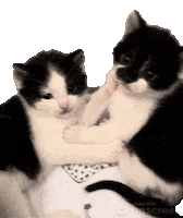 Cat Sticker