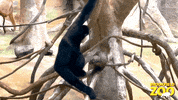 Otter Cute Animals GIF by Brookfield Zoo