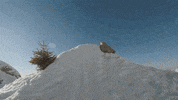 ski freeride GIF by BFMTV