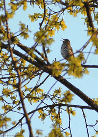 song thrush bird GIF by Head Like an Orange