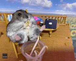 Dwarf Hamster With Snacks And 'Beer'