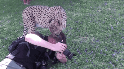 photographer cheetah GIF