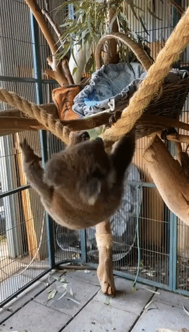 Koala Climbs Rope During Morning Gym Session