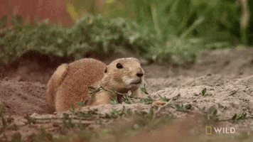 national geographic america the beautiful GIF by Nat Geo Wild