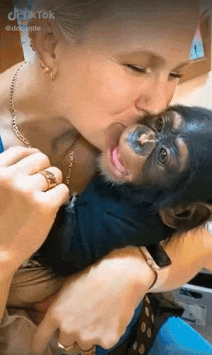 PetsGifs giphyupload monkey GIF