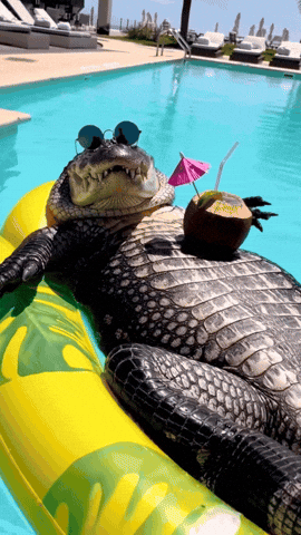 Pool Party Summer Vibes GIF