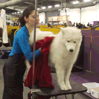 dog GIF by Westminster Kennel Club