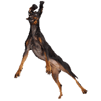 Flying Dog Sticker by Ollie Pets