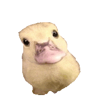 duck hello Sticker