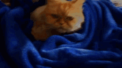 irlcam louie GIF