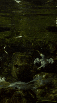 Ocean Puffins GIF by Monterey Bay Aquarium