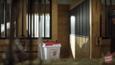 MedVetPharm giphygifmaker horses mvp stable GIF