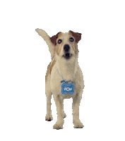 dog puppy Sticker
