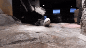 Sea Otter GIF by Georgia Aquarium