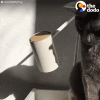 cat frog GIF by The Dodo