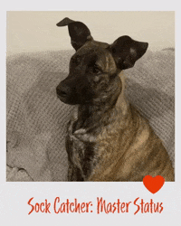 zozopets dog happy dog dog trick clever dog GIF