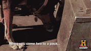 dog puppy GIF