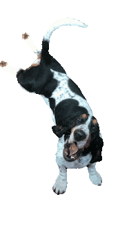 Bark Bassett Sticker by ccvnola