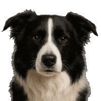 Super Premium Pet Sticker by Solito Alimentos