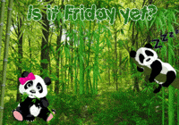 Panda Bears Expressions GIF