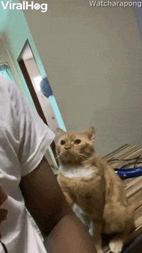 Cat Gently Paws At Arm For Attention GIF by ViralHog