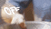 Fish Fishtacos GIF by Tijuana Flats