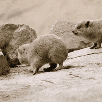 happy baby animals GIF by San Diego Zoo