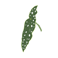 Plant Leaf Sticker
