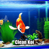 Koi Fish Aquarium GIF by TheConfishius