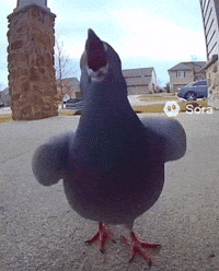 Pigeon GIF