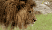 soul of the cat GIF by Nat Geo Wild 