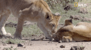african cats big cat week GIF by Nat Geo Wild 