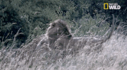 african cats big cat week GIF by Nat Geo Wild 