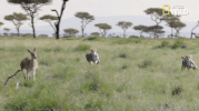 african cats big cat week GIF by Nat Geo Wild 