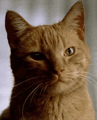 The Sopranos Cat GIF