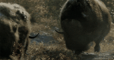 david attenborough GIF by Head Like an Orange