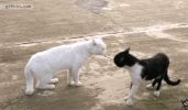 bitch slap GIF